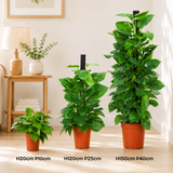 Money Plant (Golden Pothos)