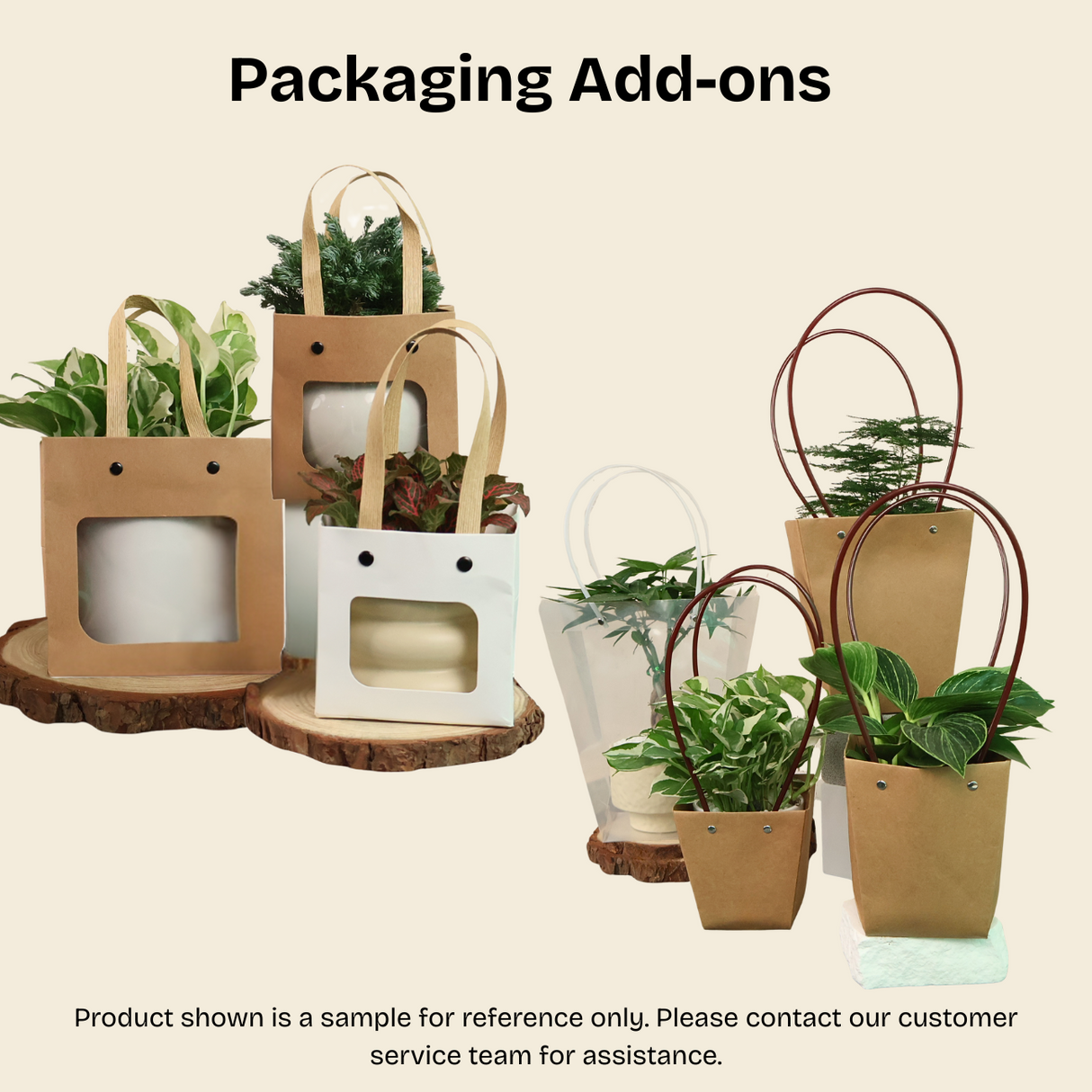 Pachira Aquatica (Money Tree 发财树) in Ceramic Pot - Corporate Gifts