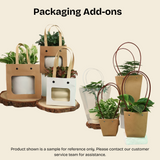 Golden Pothos in Ceramic Pot - Corporate Gifts