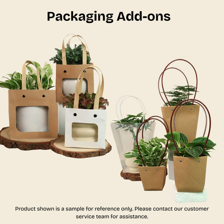 Golden Pothos in Ceramic Pot - Corporate Gifts