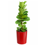 Ficus Lyrata (Fiddle Leaf Fig 琴叶榕) in Self-Watering Pot (87cm)
