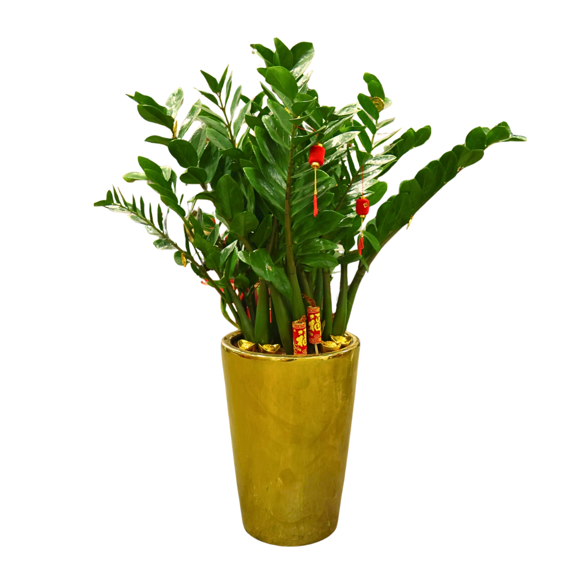 Zamioculcas Zamiifolia Money Plant in Gold Pot (ZZ Plant 金钱树)