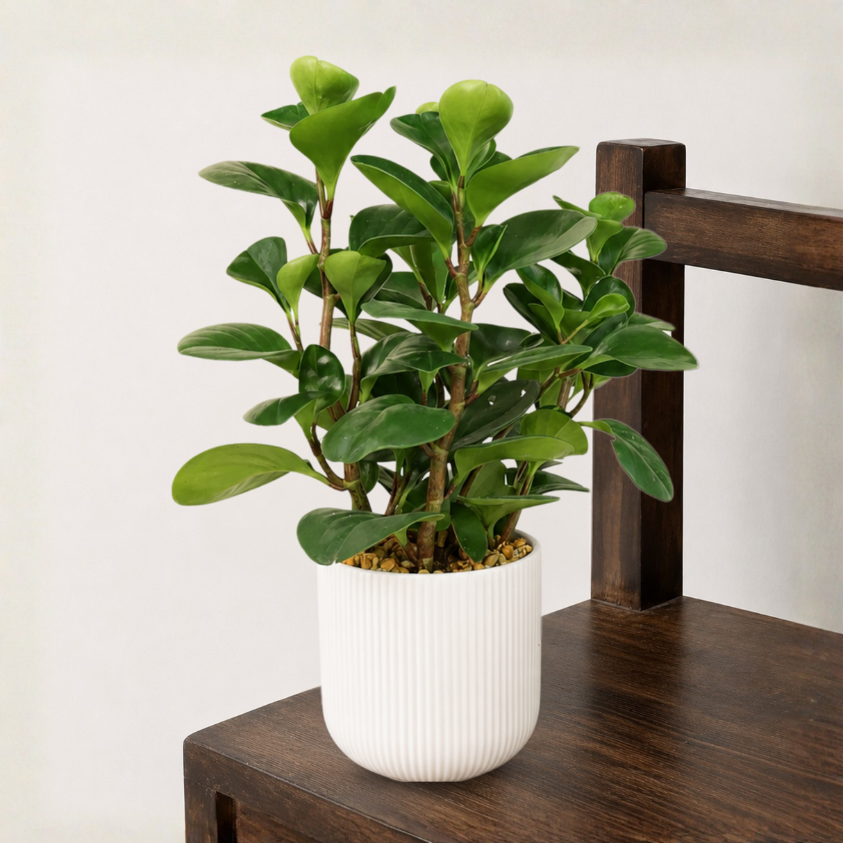 Peperomia in Ceramic Pot