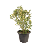 Nighttime floristry with flowerpot and houseplant.