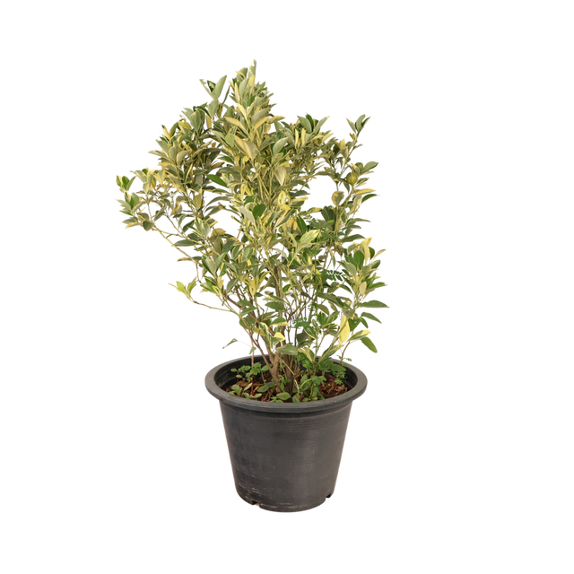 Nighttime floristry with flowerpot and houseplant.