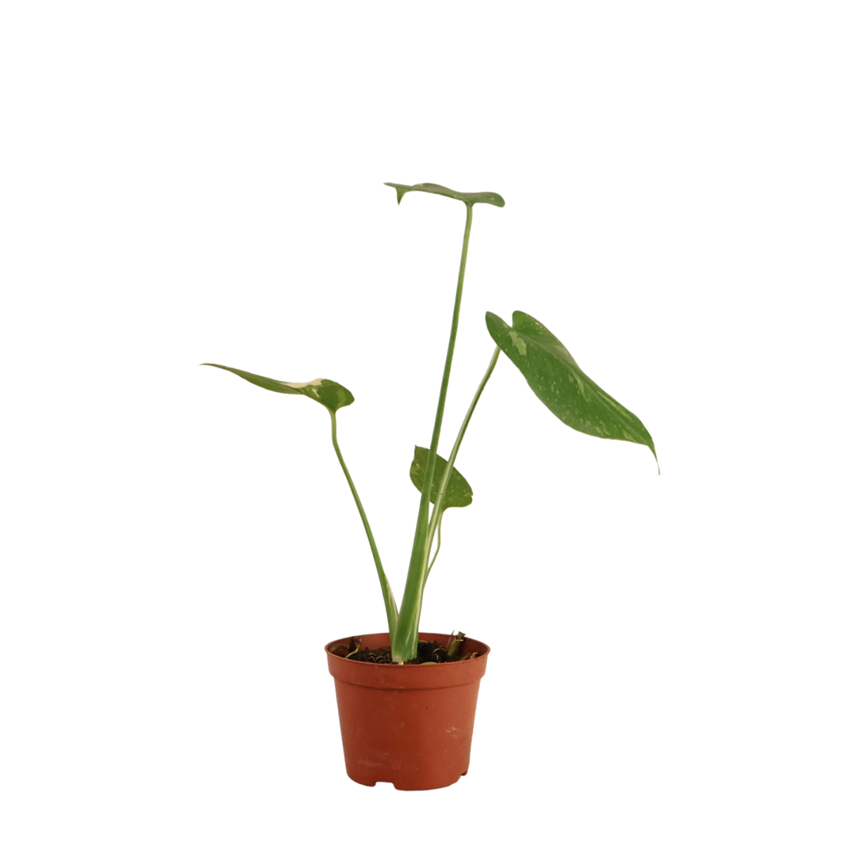 Monstera Thai Constellation Variegated