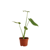 Monstera Thai Constellation Variegated