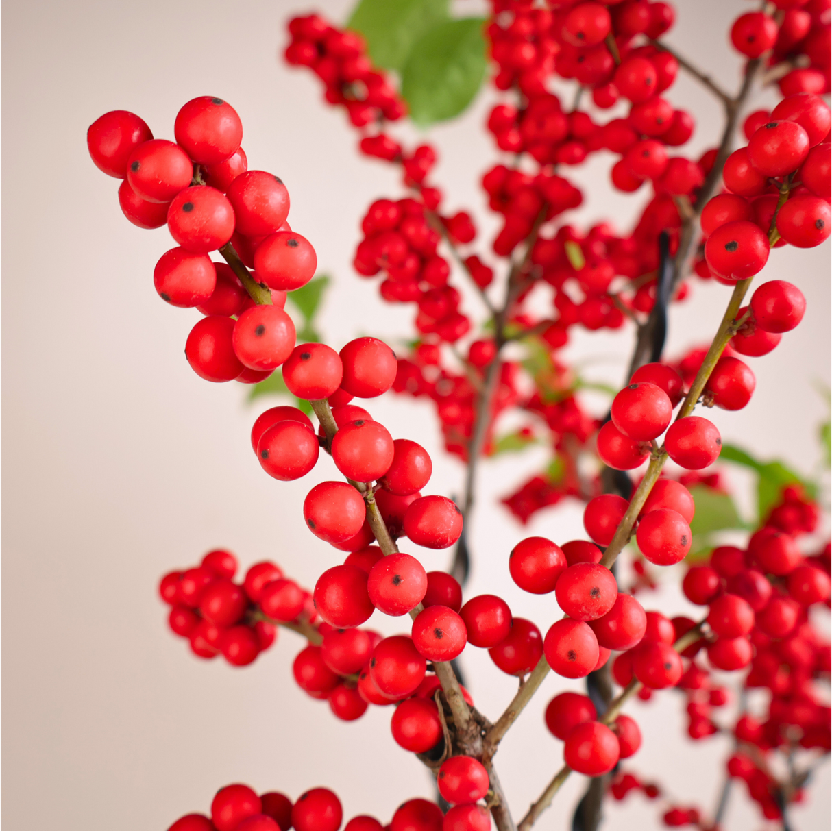 IIex Vertillata (Red Winterberry) in Ceramic Pot