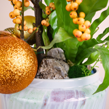 IIex Vertillata (Orange Winterberry) in Ceramic Pot