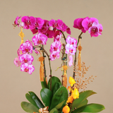 Celestial Luck (5 Single Stalks) - Orchid Phalaenopsis