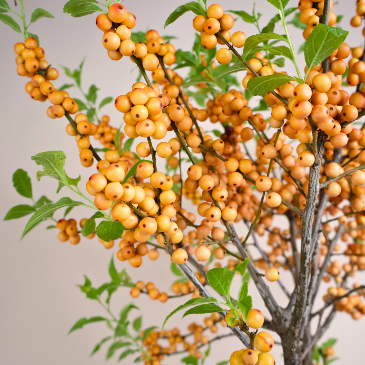 IIex Vertillata (Orange Winterberry) in Ceramic Pot