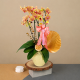 Prosperity Cheers (3 Double Stalks) - Orchid Phalaenopsis