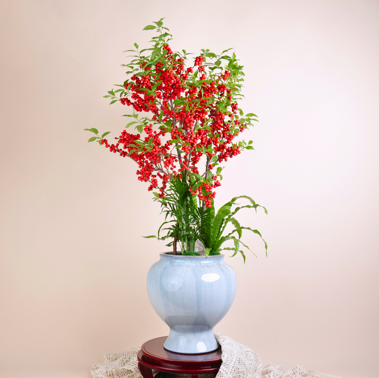 IIex Vertillata (Red Winterberry) in Ceramic Pot