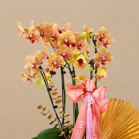 Prosperity Cheers (3 Double Stalks) - Orchid Phalaenopsis