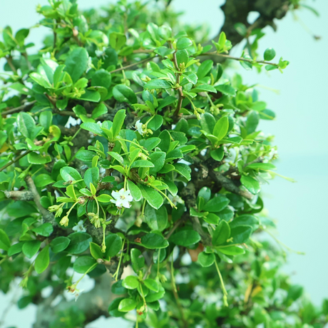 Carmona Bonsai (Fukien-tea) 满福木