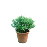 Tabernaemontana (Crape Jasmine)