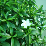 Tabernaemontana (Crape Jasmine)