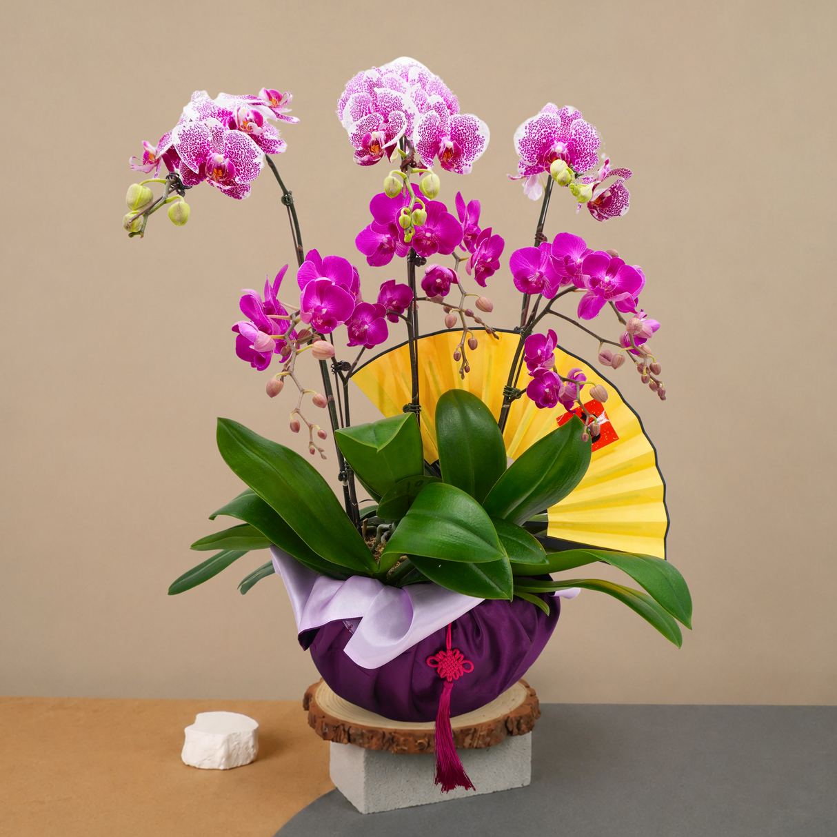 Flush Jewel (6 Single Stalks) - Orchid Phalaenopsis