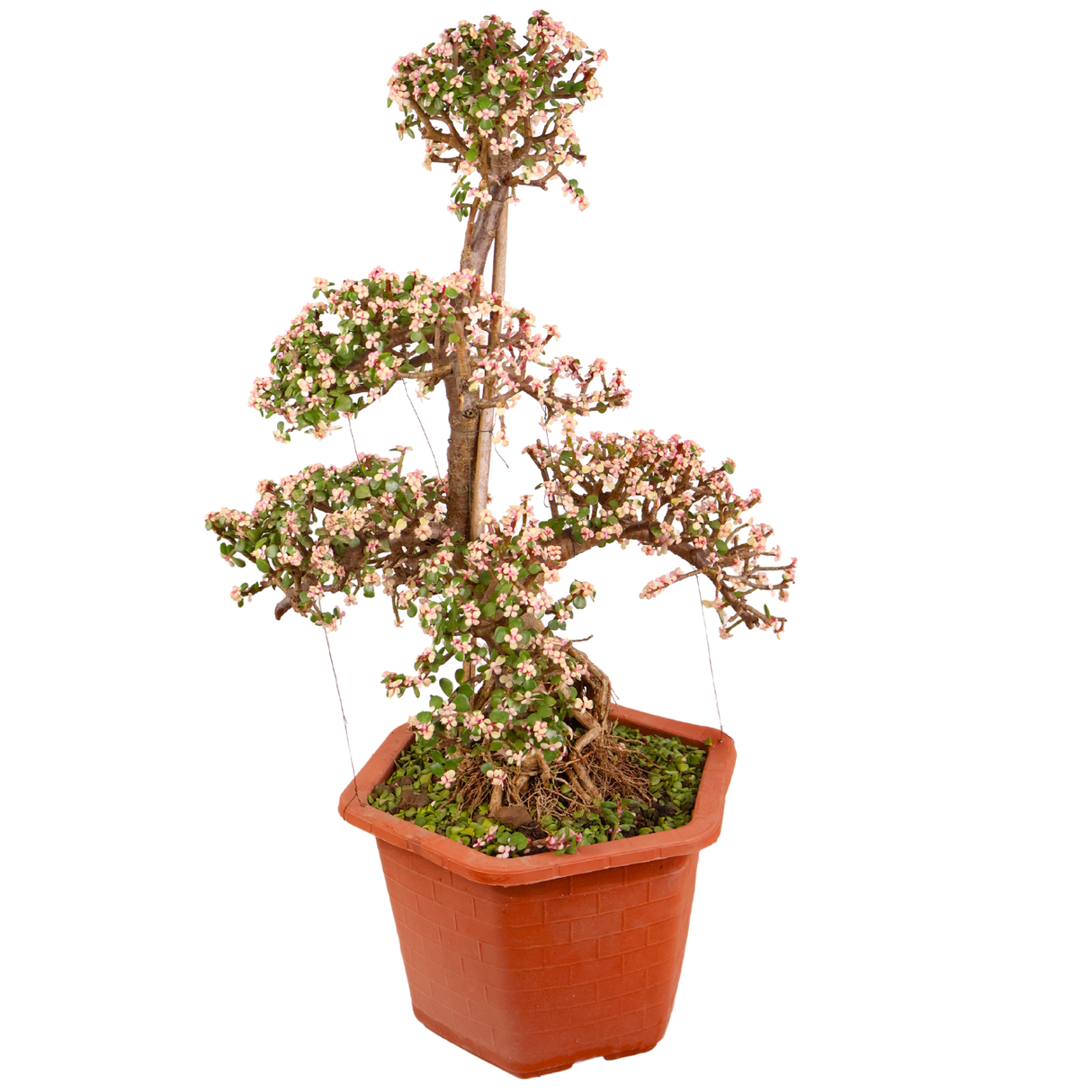 Jade Plant