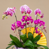 Flush Jewel (6 Single Stalks) - Orchid Phalaenopsis