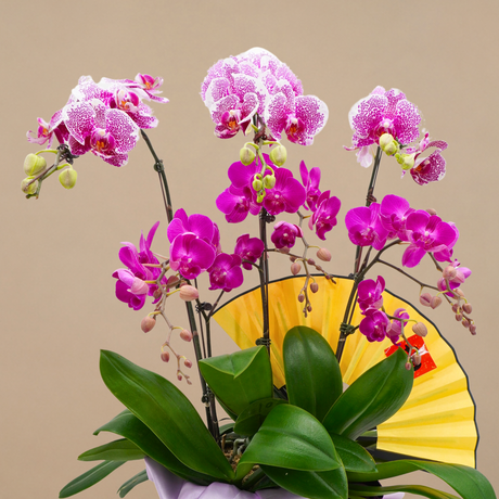 Flush Jewel (6 Single Stalks) - Orchid Phalaenopsis