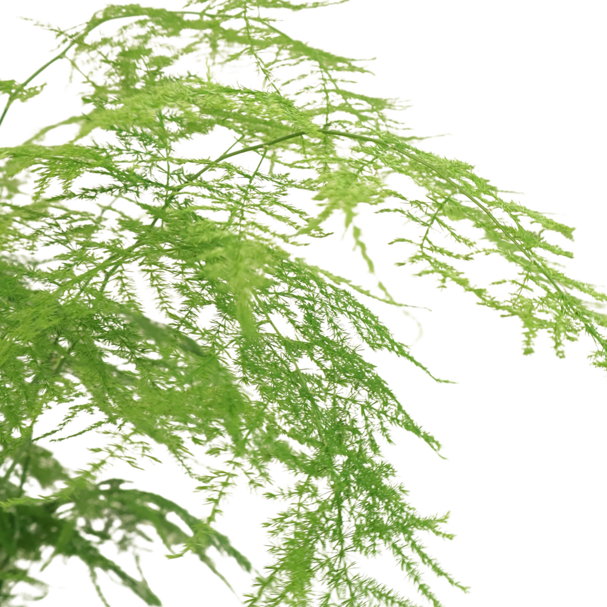 Asparagus fern in Ceramic Pot