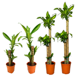 Dracaena Fragrans (Iron Tree)