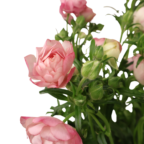 Persian Buttercup (Holland)