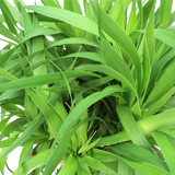 Dracaena Draco (Dragon Tree)