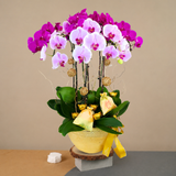 Wealth Blessings (8 Single Stalks) - Orchid Phalaenopsis