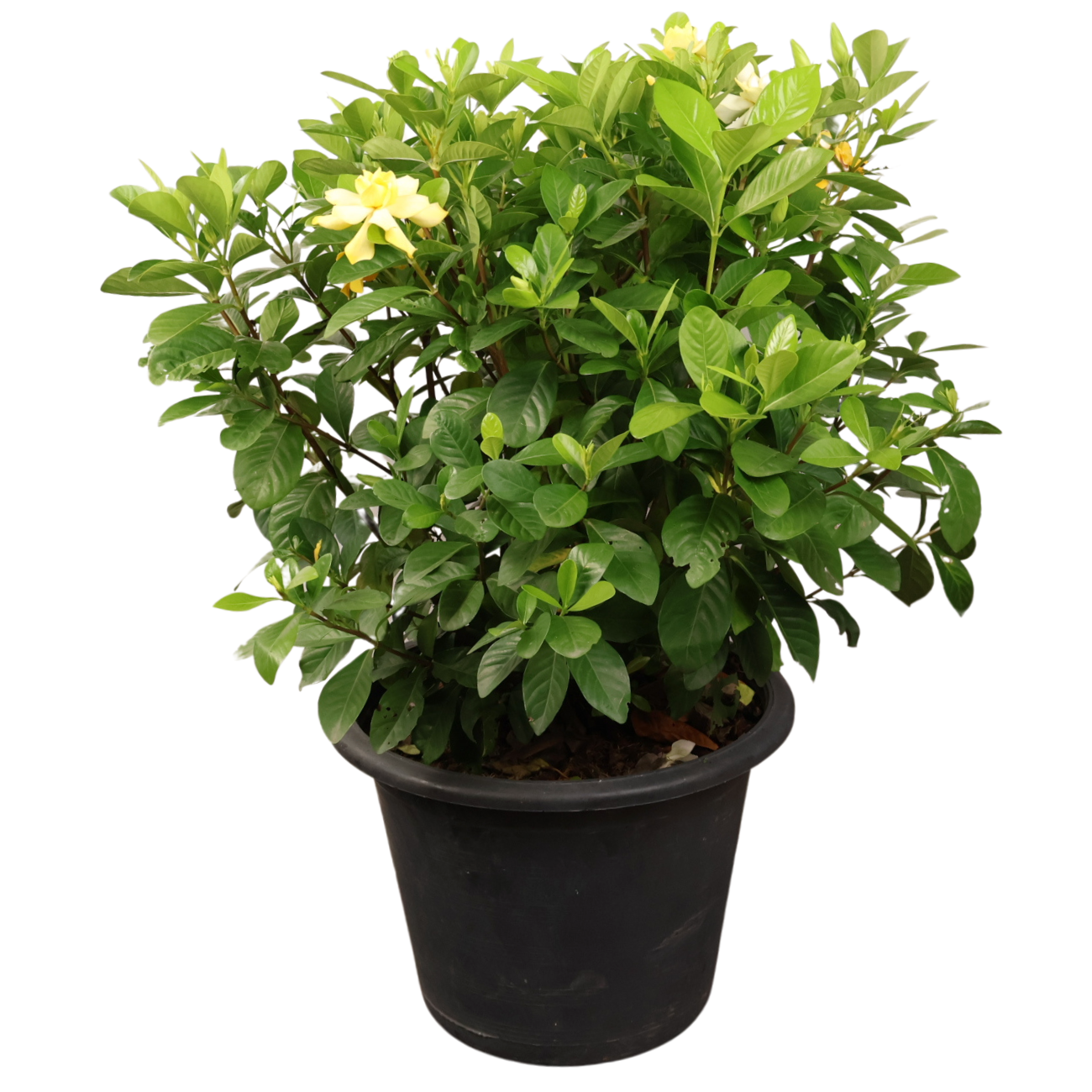 38灯 THE RICH BOTANICAL Cape Jasmine 210_a66257ad-0f1b-4a41-a13d-