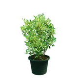 Citrus Japonica Thunb (Kumquat)