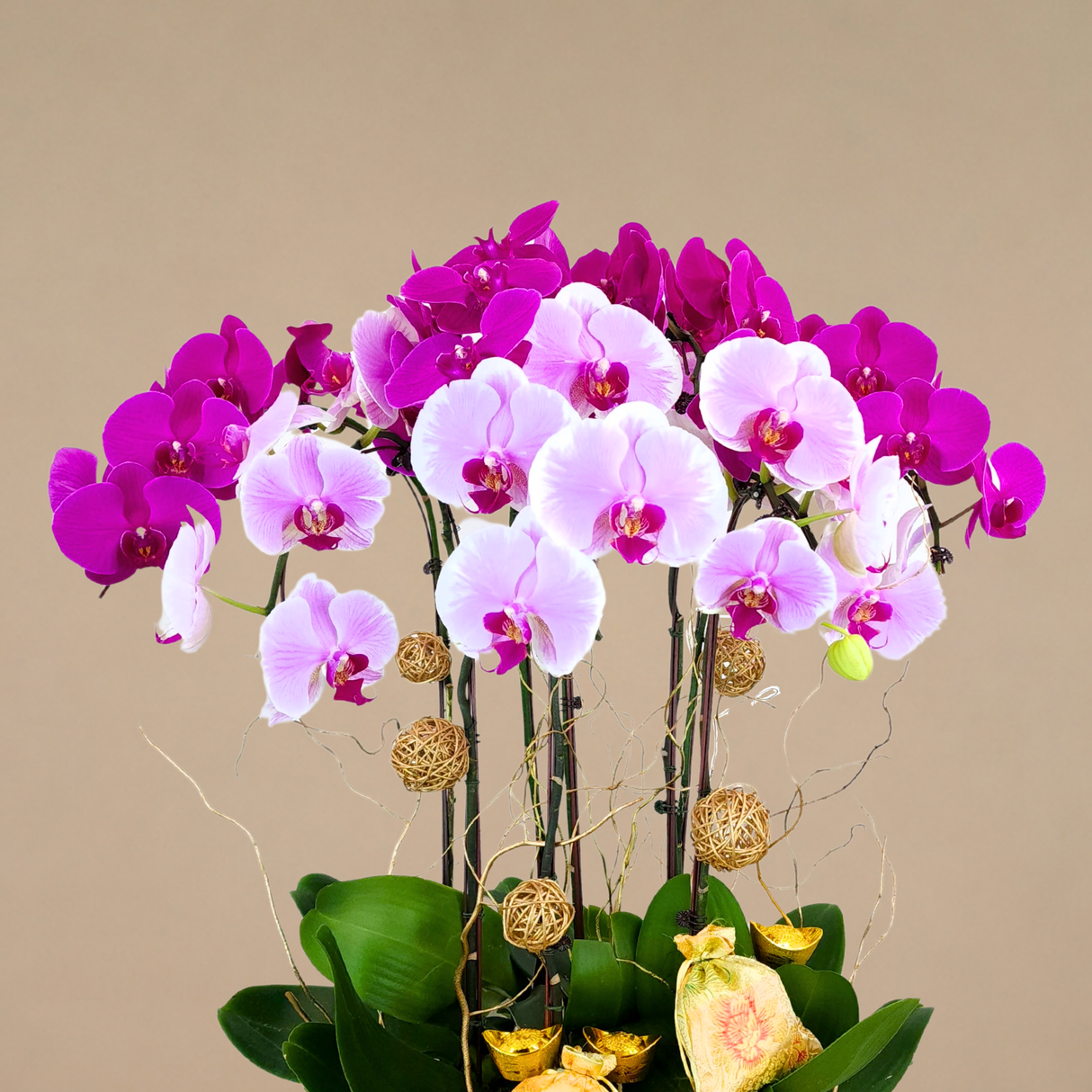 Wealth Blessings (8 Single Stalks) - Orchid Phalaenopsis
