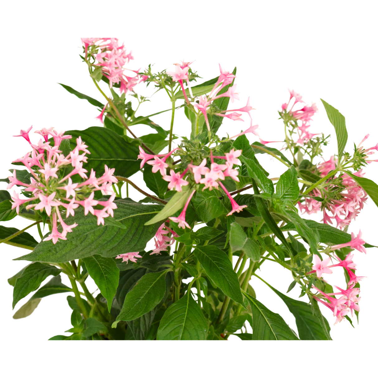 Pentas