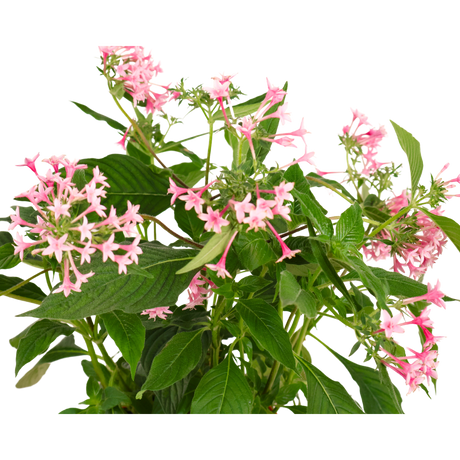 Pentas