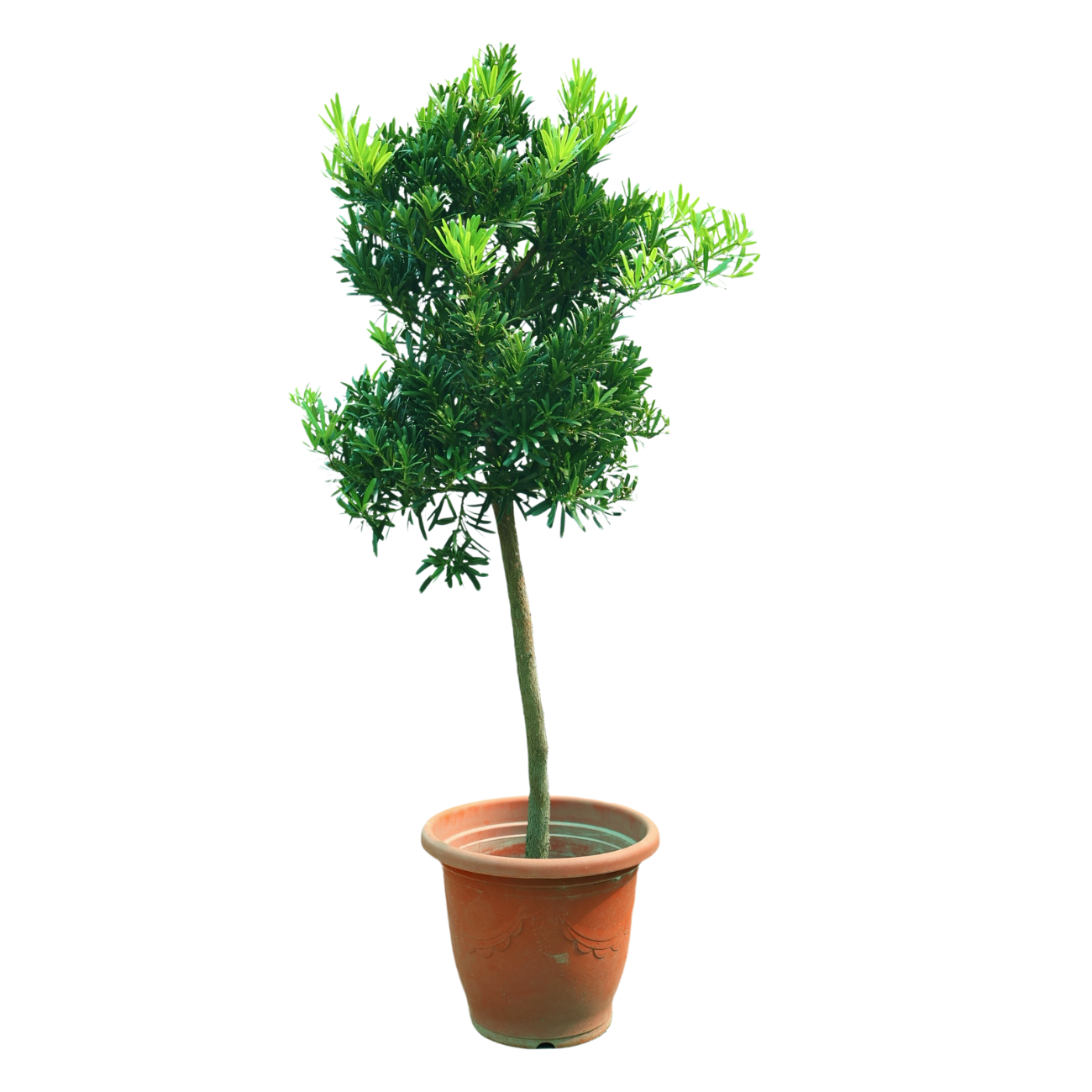 Podocarpus Plant (60cm)| JM Flower