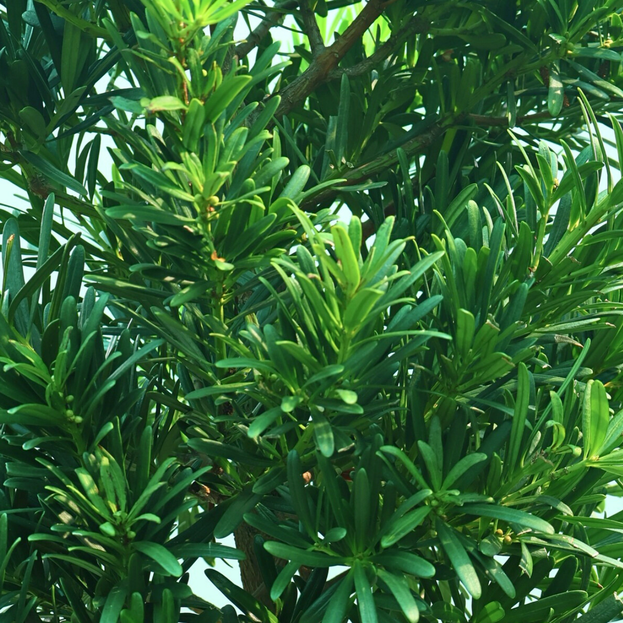 Podocarpus Plant (60cm)