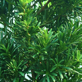 Podocarpus Plant (60cm)