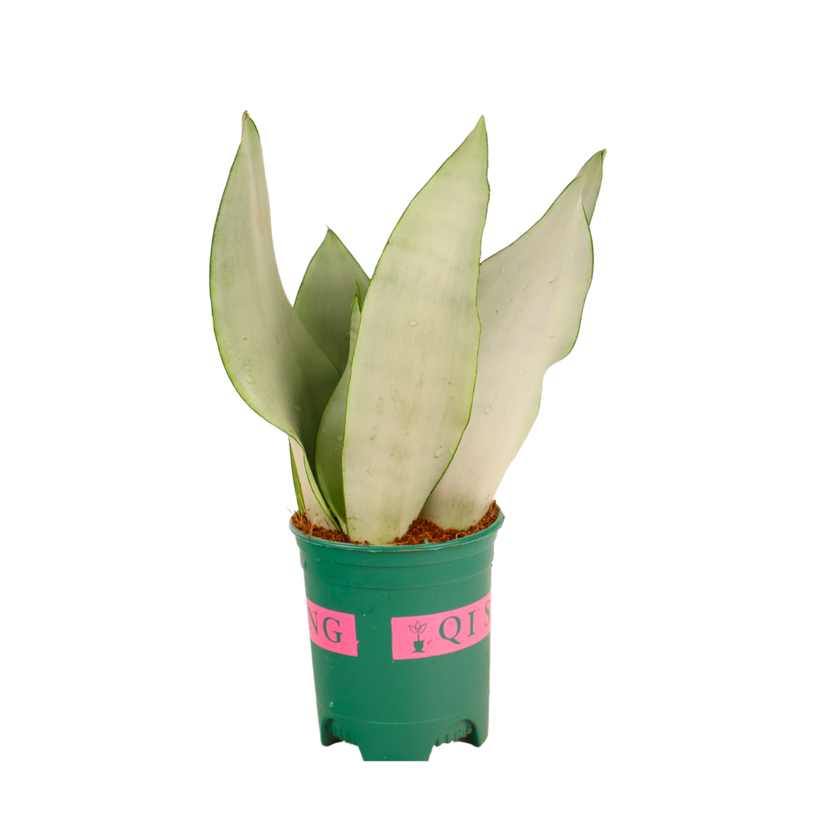 Sansevieria Moonshine