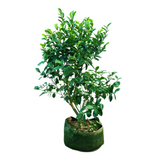 Magnolia figo (Port Wine Magnolia)