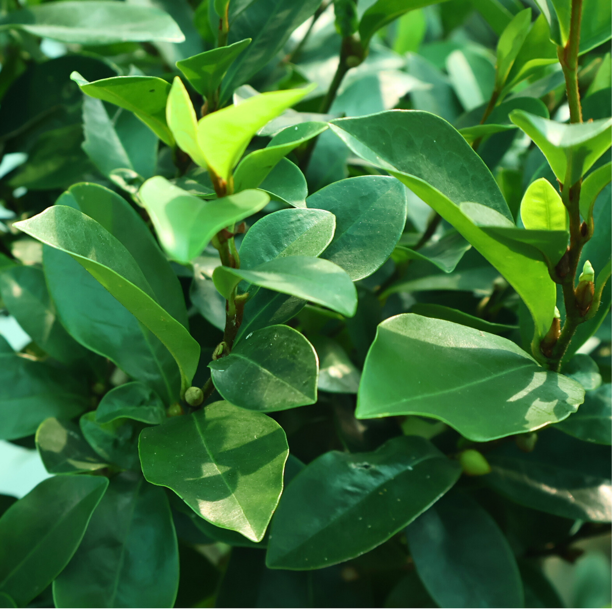 Magnolia figo (Port Wine Magnolia)