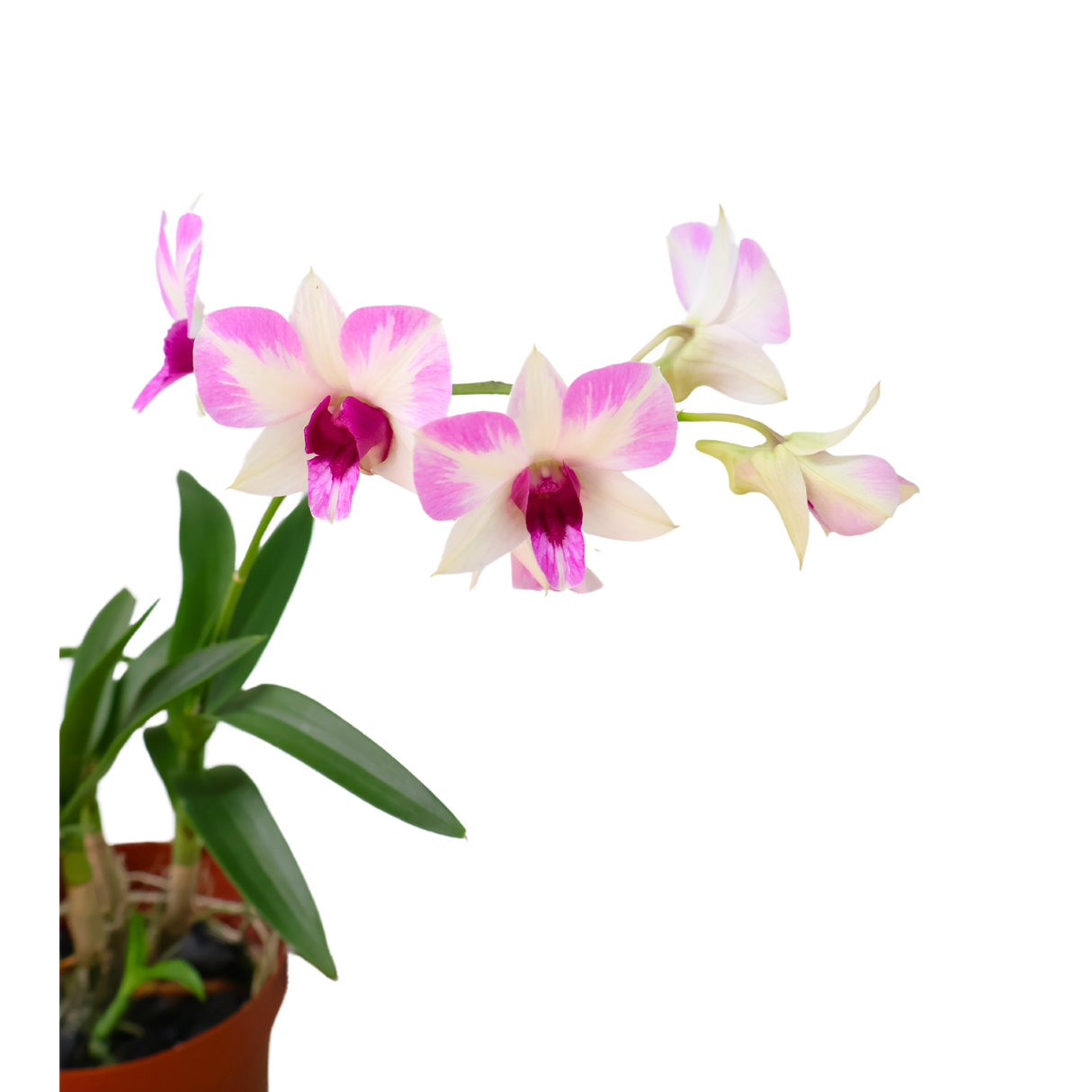 Mini Orchid