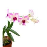 Mini Orchid