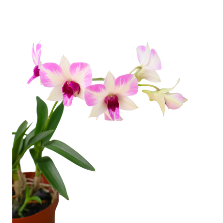 Mini Orchid