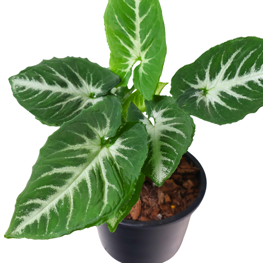 Syngonium Mix (Arrowhead Plant)