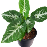 Syngonium Mix (Arrowhead Plant)