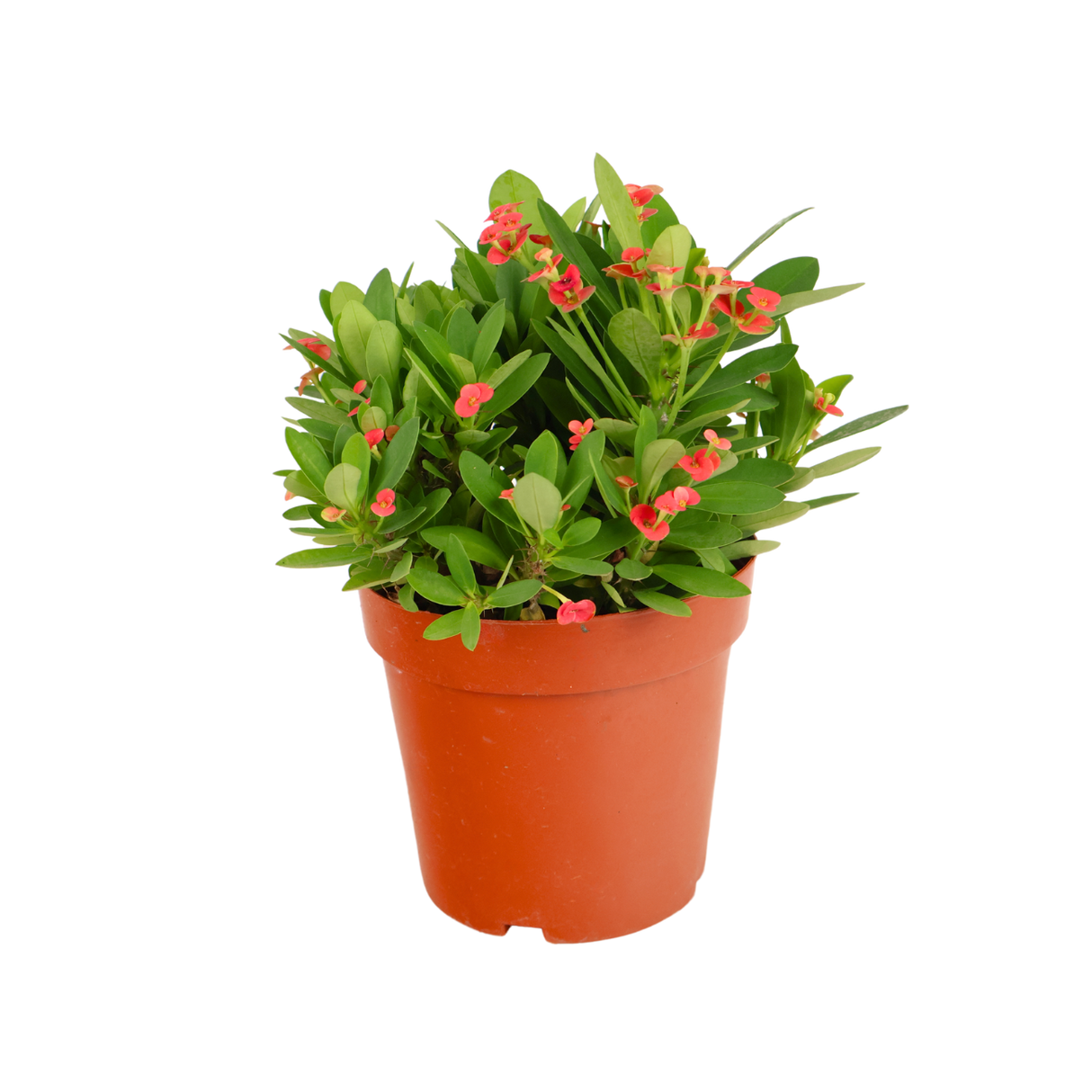 Euphorbia (Crown of Thorns)