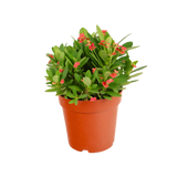 Euphorbia (Crown of Thorns)