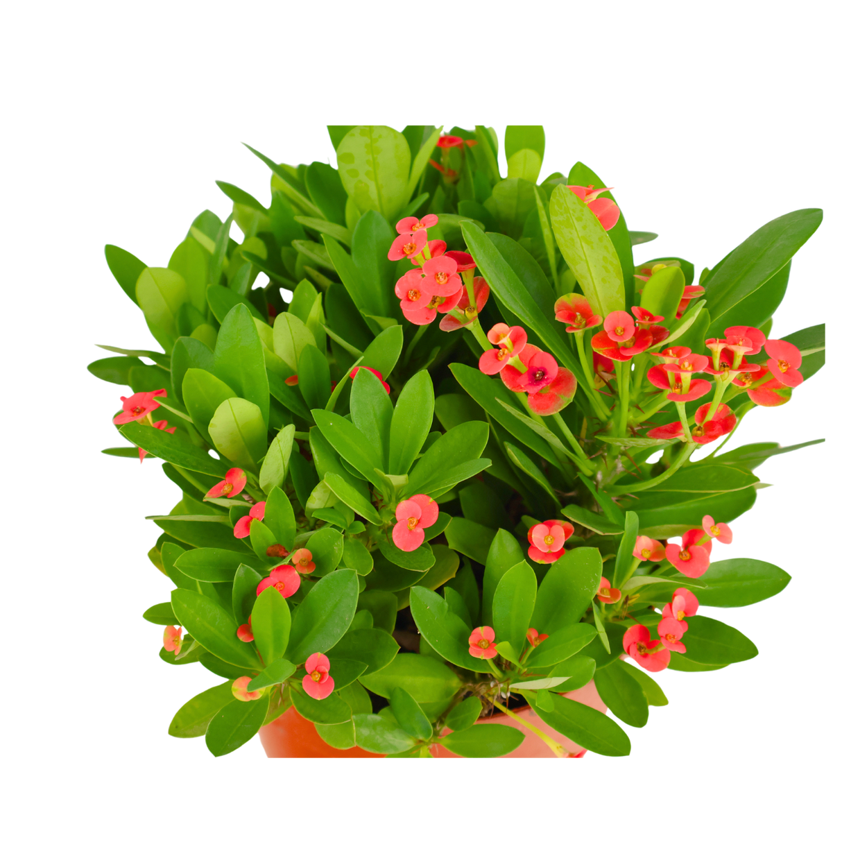 Euphorbia (Crown of Thorns)