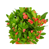 Euphorbia (Crown of Thorns)